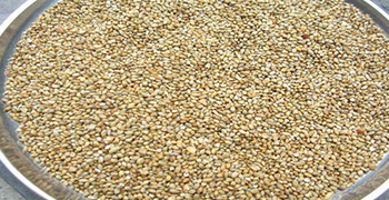 Kambu (Pennisetum glaucum (L.) R.Br.)