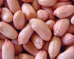 Verkadalai (Arachis hypogaea L.)